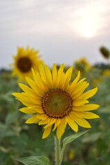 sunflower of blue sky