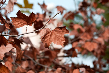 autumn plane tree leaves