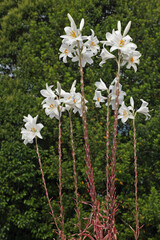 madonna lily in bloom