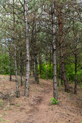 Hiking trail and hiking markers on the trees in the forest