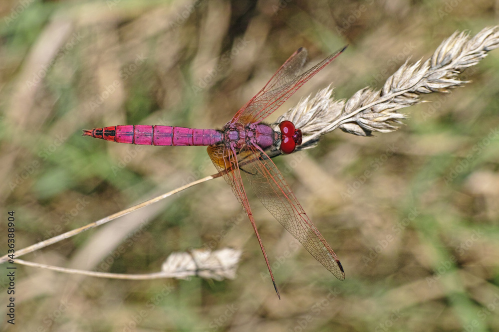 Wall mural male of red dragonfly