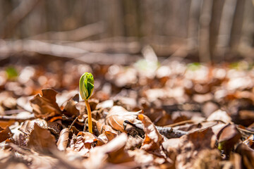 Close-up of a young plant in the spring forest