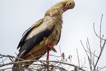 Stork cleaning its body