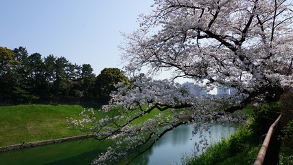 Fototapeta na wymiar Sakura trees in Japan