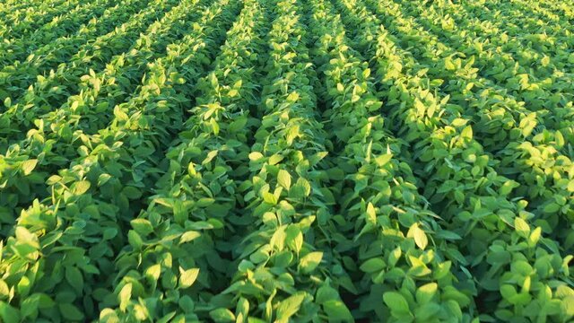 An aerial shot of soybean field ripening at spring season, agricultural landscape