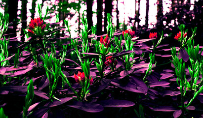 Rhododendron Flowers. Blooming Flowers of a Garden Plant.  Flowering Buds on the Bushes.
