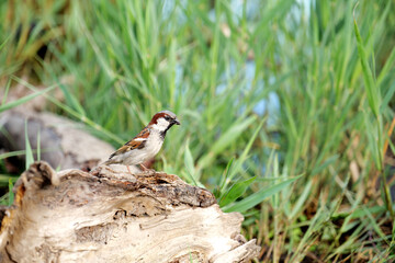 sparrow on a log beside a green reed