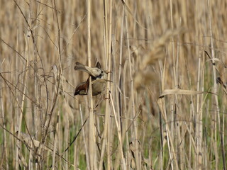 sparrow beside a reeds