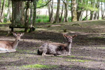 Sitting deers in a park in North Germany
