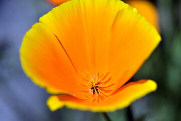 Offene Blüten eines Goldmohns