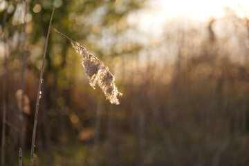 sunset in the field, backlit reed