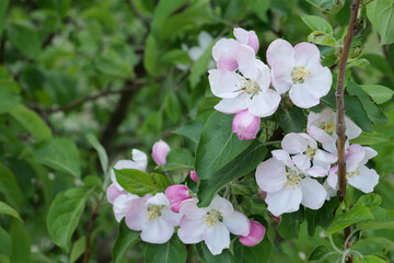 blooming spring apple tree with white and pink flowers
