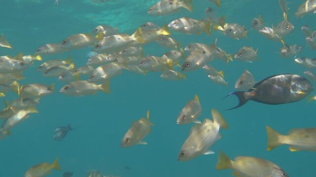 Shoal of fish at the coral reef of Kish Island, Iran