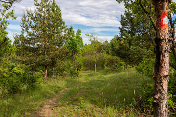 Hiking trail and hiking markers on the trees in the forest