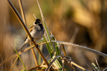 Common Reed Bunting (Emberiza schoeniclus). Bieszczady, Carpathians, Poland.