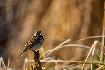 Common Reed Bunting (Emberiza schoeniclus). Bieszczady, Carpathians, Poland.