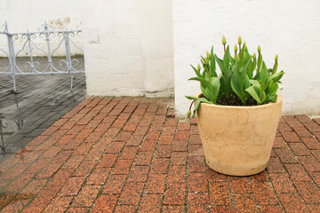 Non-blooming tulips in a large white pot with soil on the street as a decoration of the entrance to the church