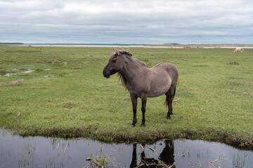Semi-wild konik polski horse at Engure Lake Nature Park, Latvia at spring © Julija