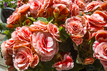 Begonia Elatior Borias is a delightful houseplant. This Begonia has a soft pink-white flower with a red centre.