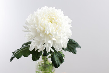 Large white chrysanthemum is on a grey background.