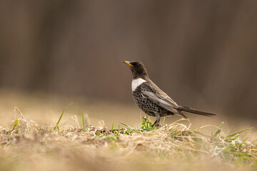 Ring Ouzel /Turdus torquatus/ Bieszczady, Carpathians, Poland.