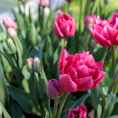 Red double tulips in a flowerbed near an artificial reservoir in the park. Landscape design