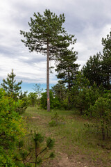 Hiking trail and hiking markers on the trees in the forest