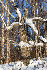 Old crooked birch covered with snow in winter