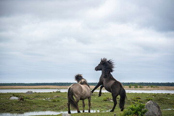 Two konik horse stallions are fighting at Engure lake, Latvia - Powered by Adobe