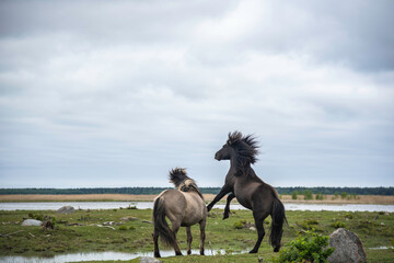 Two konik horse stallions are fighting at Engure lake, Latvia © Julija
