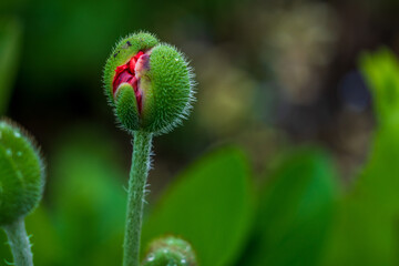 Red flowers against a blurred background.