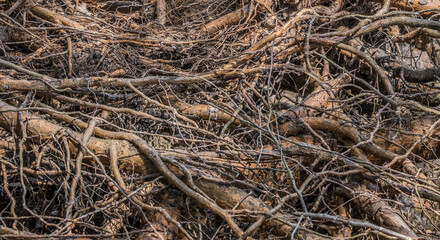 Tree roots exposed closeup