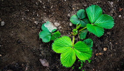 Strawberry seedling in the garden.
