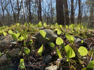 spring forest, rocky hill. Fresh grass