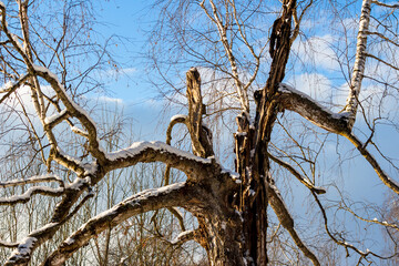 Broken old birch covered with white snow on a sunny winter day