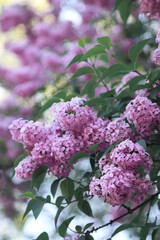 Fototapeta premium Blooming lush branches of purple lilac flowers. Spring flowers of syringa vulgaris in the garden. Selective focus. Copy space photo.