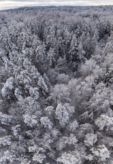 Winter, snow covered forest treetops. Rural landscape. 