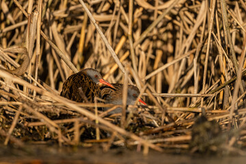 Water Rail (Rallus aquaticus) - Bieszczady, Carpathians, Poland.