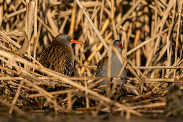 Water Rail (Rallus aquaticus) - Bieszczady, Carpathians, Poland.