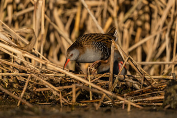 Water Rail (Rallus aquaticus) - Bieszczady, Carpathians, Poland.