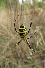 Argiope spider on a cobweb in autumn garden, closeup 