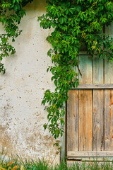 Old stone wall of a house or a barn, rustic wooden door, a wall framed by branches of wild grapes, a village life. Interior decoration or background, vertical frame with copy space