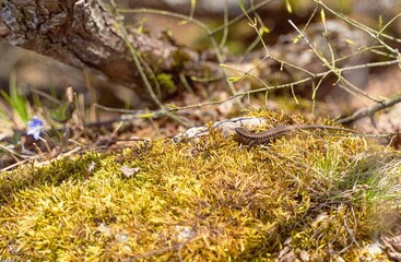 lizard on the grass