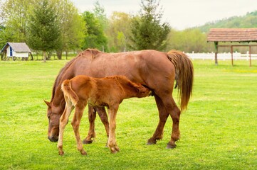 horse and foal