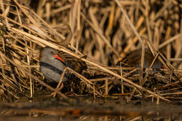Water Rail (Rallus aquaticus) - Bieszczady, Carpathians, Poland.