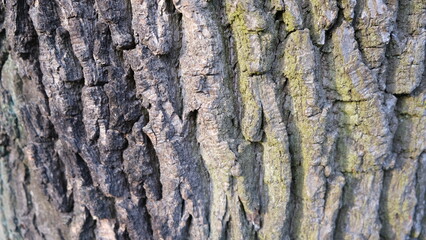 tree bark