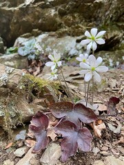 Flowers - Stiles Falls - Montgomery County, VA