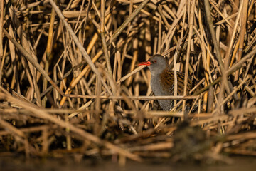 Water Rail (Rallus aquaticus) - Bieszczady, Carpathians, Poland.