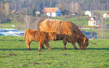 Scottish highland cattle bread