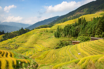 Longji Rice Terraces